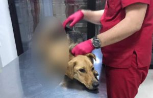 Căţeluşă chinuită fără milă de persoane necunoscute, la Brăila. Poliţia caută făptaşii