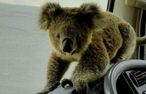 Ursuleţul koala salvat din incendiul din Australia s-a recuperat şi a primit un nume nou