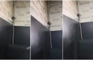 VIDEO | Şobolan filmat într-o cofetărie din Târgu Jiu cum urmăreşte clienţii, de pe perete