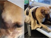 Câine chinuit la Satu Mare. I-a explodat o petardă în gură