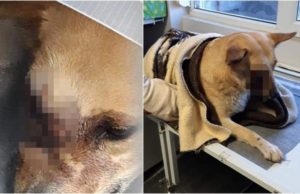 Câine chinuit la Satu Mare. I-a explodat o petardă în gură