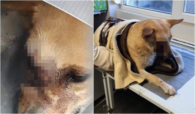 Câine chinuit la Satu Mare. I-a explodat o petardă în gură