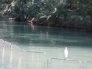 MINUNE ÎN ISRAEL, la fiecare început de an. De BOBOTEAZĂ, râul Iordan îşi schimbă cursul