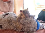 „Nu te părăsesc, mamă! Rămân lângă tine! Luptă!” Un ursuleț koala a arătat cea mai frumoasă lecție de iubire pentru mama lui suferindă