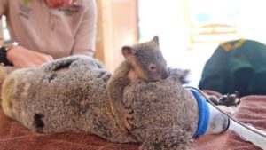 nu-te-parasesc-mama-raman-langa-tine-lupta-un-ursulet-koala-a-aratat-cea-mai-frumoasa-lectie-de-636660