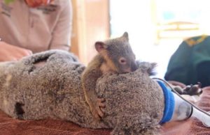 „Nu te părăsesc, mamă! Rămân lângă tine! Luptă!” Un ursuleț koala a arătat cea mai frumoasă lecție de iubire pentru mama lui suferindă