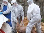 Pesta porcină se răpândeşte în peste 250 de localităţi din 26 de judeţe