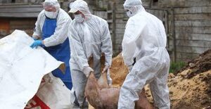 Pesta porcină se răpândeşte în peste 250 de localităţi din 26 de judeţe