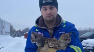 se-indrepta-spre-serviciu-cand-barbatul-a-vazut-trei-pisoi-prinsi-in-gheata-nu-a-stat-pe-ganduri-si-640597