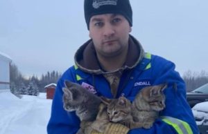 Se îndrepta spre serviciu, când bărbatul a văzut trei pisoi prinși în gheață. Nu a stat pe gânduri și a decis să-i salveze cu orice preț