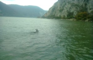 Imagine rară – cerb trecând înot Dunărea din România în Serbia
