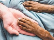 Clujean beat, prins în timp ce făcea sex cu o căţeluşă