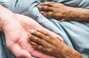 Clujean beat, prins în timp ce făcea sex cu o căţeluşă