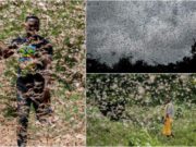 VIDEO | Imagini ca în filmele de groază, invazie de lăcuste filmată în Africa, s-a declarat stare de urgenţă