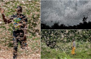 VIDEO | Imagini ca în filmele de groază, invazie de lăcuste filmată în Africa, s-a declarat stare de urgenţă