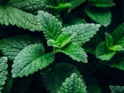 Ţigările mentolate, interzise de Uniunea Europeană