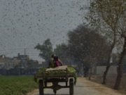 Invazie masivă a miliarde de lăcuste în Africa de Est și Pakistan