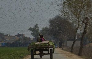 Invazie masivă a miliarde de lăcuste în Africa de Est și Pakistan