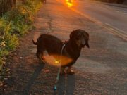 Un căţel a luat autobuzul 29 de kilometri pentru o raită pe plajă