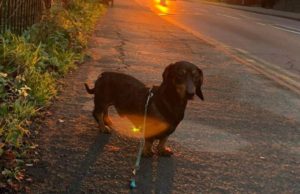 Un căţel a luat autobuzul 29 de kilometri pentru o raită pe plajă