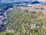 Păduri decimate în urma furtunilor din februarie. Aproape 100.000 de hectare au fost afectate