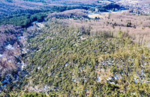 Păduri decimate în urma furtunilor din februarie. Aproape 100.000 de hectare au fost afectate