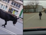 VIDEO | Măgar surprins în timp ce mergea agale pe străzile din Ploiești