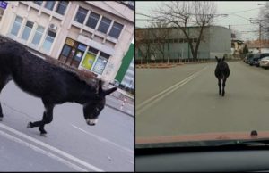 VIDEO | Măgar surprins în timp ce mergea agale pe străzile din Ploiești