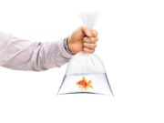 Bărbat cu un pește în pungă amendat, după ce a spus că a ieșit să-l plimbe