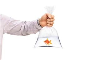 Bărbat cu un pește în pungă amendat, după ce a spus că a ieșit să-l plimbe