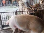 Femeie amendată pentru că a fugit după porc fără declarație