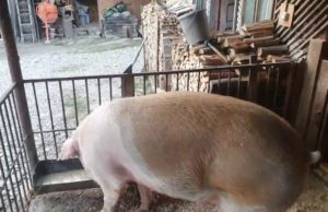 Femeie amendată pentru că a fugit după porc fără declarație