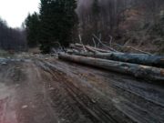 Jaf in padurile Gorjului: „Este măcel. Pur si simplu rad tot”