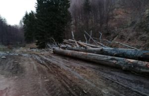 Jaf in padurile Gorjului: „Este măcel. Pur si simplu rad tot”