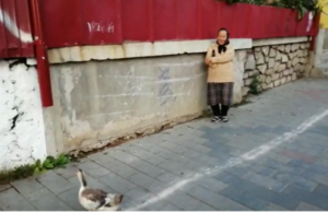 O bătrână din Botoșani a ieșit cu o rață la plimbare prin oraș. Cum a scăpat de amendă