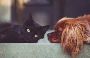 Soluţiile folosite pentru dezinfecţia străzilor şi a trotuarelor, otravă pentru animale! Ce trebuie să facă stăpânii, pentru a le feri de pericole: „Câinele meu a murit! S-a dus în câteva secunde”