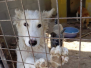 Un mare oraş din China interzice consumul de câini şi pisici după epidemia de coronavirus