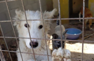 Un mare oraş din China interzice consumul de câini şi pisici după epidemia de coronavirus