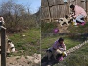 Bobiţă, un câine din Vaslui blocat în curte de epidemia de coronavirus, a supravieţuit o lună fără apă și mâncare