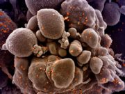 OMS anunţă că noul coronavirus este de 10 ori mai letal decât virusul gripal