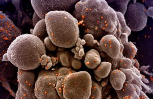 OMS anunţă că noul coronavirus este de 10 ori mai letal decât virusul gripal