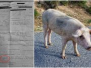 Femeie cu un porc pe stradă, amendată pentru nerespectarea restricțiilor, în Satu Mare
