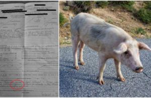 Femeie cu un porc pe stradă, amendată pentru nerespectarea restricțiilor, în Satu Mare