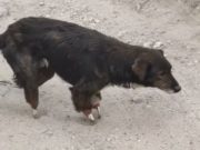 Un câine din Chișinău merge pe propriile oase după ce i-au fost tăiate labele