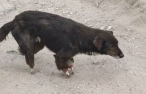 Un câine din Chișinău merge pe propriile oase după ce i-au fost tăiate labele