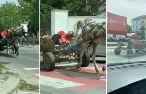Calul, mai responsabil ca stăpânul. Omul a adormit în căruță, iar calul l-a dus singur acasă