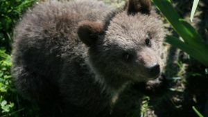 MjFlYTJkYTk3MDBmZGU1OTExMTUzYWEyNGFkNzI=.thumb