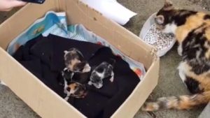 NDQwJmhhc2g9ZjQzYzBhMWQ1NGRmOGUzNjNkMjBmZmY1NmZkMDEwZTU=.thumb