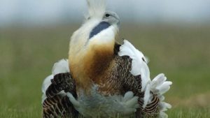 PTU0M2RmOGJjMmI3Y2Q4YTkyODI3NTM2YTZmZWVkNmMy.thumb