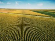 Peste o treime din terenurile agricole ale României, afectate de secetă